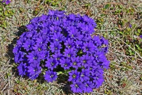 Vücuttaki parazitlerden kaynaklanan ateş kökü