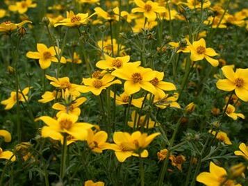 vücutta bir dizi parazit