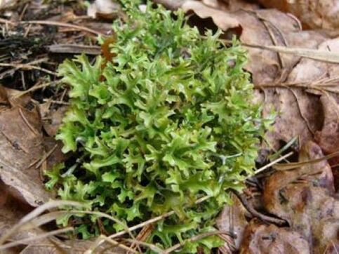 vücuttaki parazitlerden cetraria