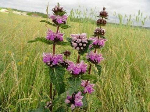 vücuttaki parazitlerden demir cevheri bitkisi