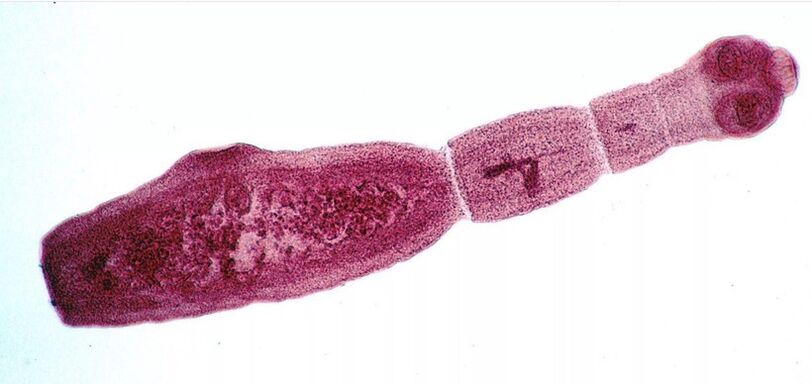 Echinococcus, insanlar için en tehlikeli parazitlerden biridir