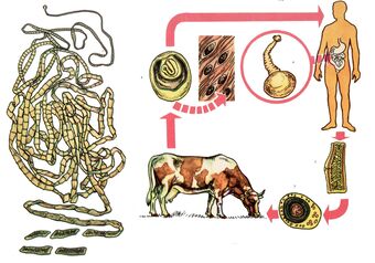 Çok yaygın bir helmint, sığır tenyası için bir inek ara konakçı olarak hizmet eder ve bir kişi son konaktır. 